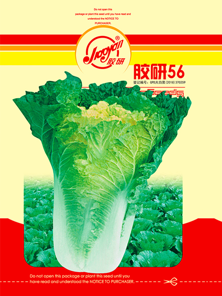胶研56——秋播白菜